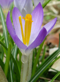 Early Crocus