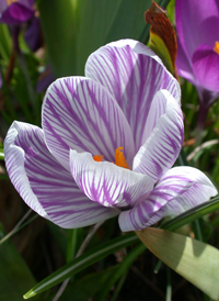 Spring Crocus