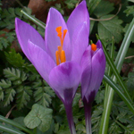 Spring Crocus Spring Crocus