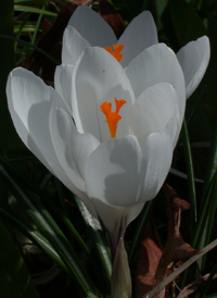 Spring Crocus