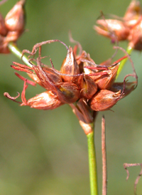 Smooth Saw-sedge