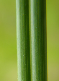 Smooth Saw-sedge