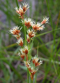 Smooth Saw-sedge