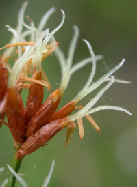 Smooth Saw-sedge