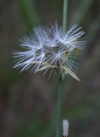 Chondrilla