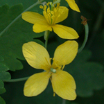 Greater Celandine Greater Celandine