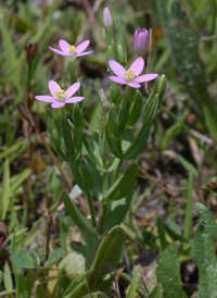 Lesser Centaury