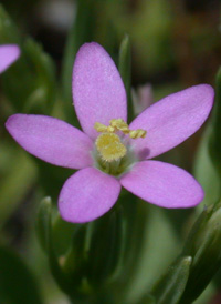 Lesser Centaury