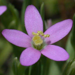 Lesser Centaury