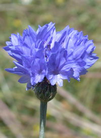 Common Cornflower