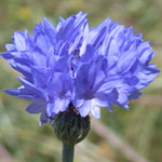 Common Cornflower