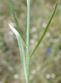 Common Cornflower