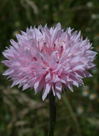 Common Cornflower