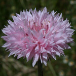 Common Cornflower