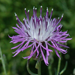 Spotted Knapweed Spotted Knapweed