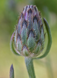 Spotted Knapweed