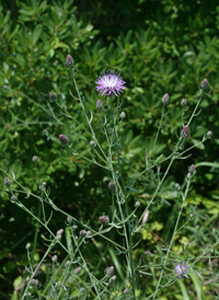 Spotted Knapweed