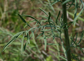 Spotted Knapweed