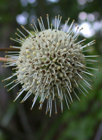 Common Buttonbush