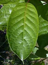 Common Buttonbush