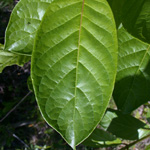 Common Buttonbush