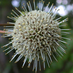 Common Buttonbush Common Buttonbush
