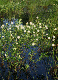 Common Buttonbush