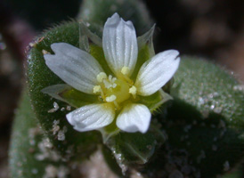 Common Mouse-ear