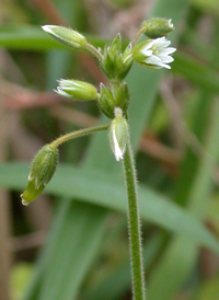 Common Mouse-ear