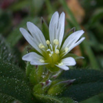 Common Mouse-ear Common Mouse-ear