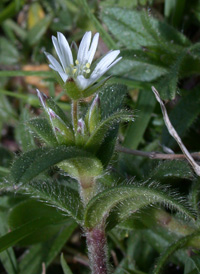 Common Mouse-ear