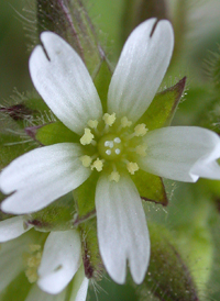 Sticky Mouse-ear