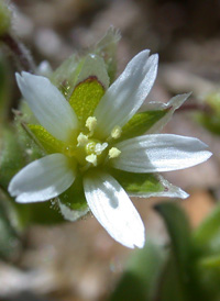 Dwarf Mouse-ear