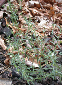 Small Toadflax