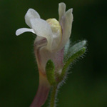 Small Toadflax Small Toadflax