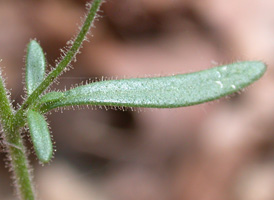 Small Toadflax