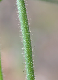 Small Toadflax