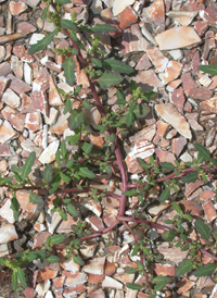 Oak-leaved Goosefoot