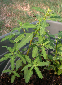 Oak-leaved Goosefoot