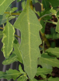 Oak-leaved Goosefoot