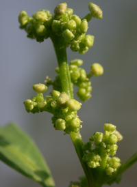 Oak-leaved Goosefoot