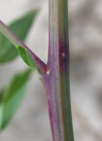 Desert Goosefoot