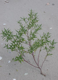 Desert Goosefoot