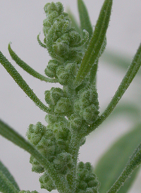 Desert Goosefoot