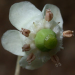 Spotted Wintergreen Spotted Wintergreen