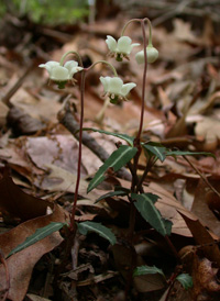 Spotted Wintergreen