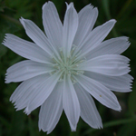 Chicory