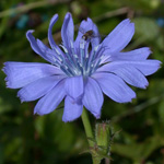 Chicory Chicory