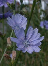 Chicory