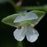 American Enchanter's-nightshade American Enchanter's-nightshade